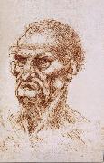 Study of an old man LEONARDO da Vinci